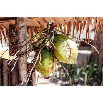 Organic Coconut Plant